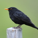 Eurasian Blackbird - Photo (c) Aaron Maizlish, some rights reserved (CC BY-NC)