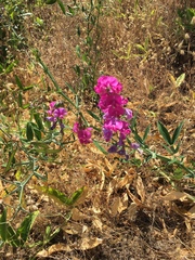 Lathyrus