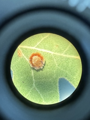 iNaturalist observation photo of Saucer Gall Wasp