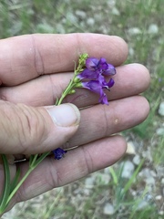 Penstemon neomexicanus