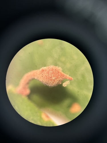 iNaturalist observation photo of Club Gall Wasp