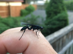 Chalybion californicum