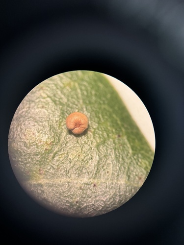 iNaturalist observation photo of Pumpkin Gall Wasp