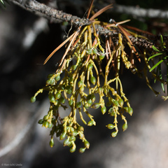 Arceuthobium americanum