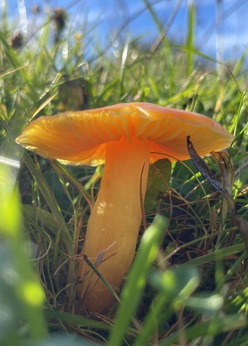Orange Waxcap