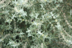 Buddleja scordioides