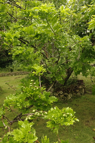 Spondias purpurea