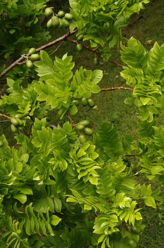 Spondias purpurea