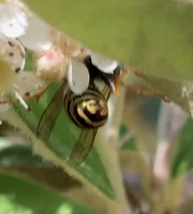 Vespula acadica