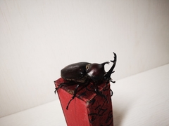 Trypoxylus dichotomus