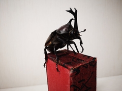 Trypoxylus dichotomus