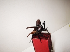 Trypoxylus dichotomus