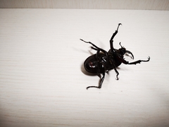 Trypoxylus dichotomus