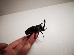 Trypoxylus dichotomus