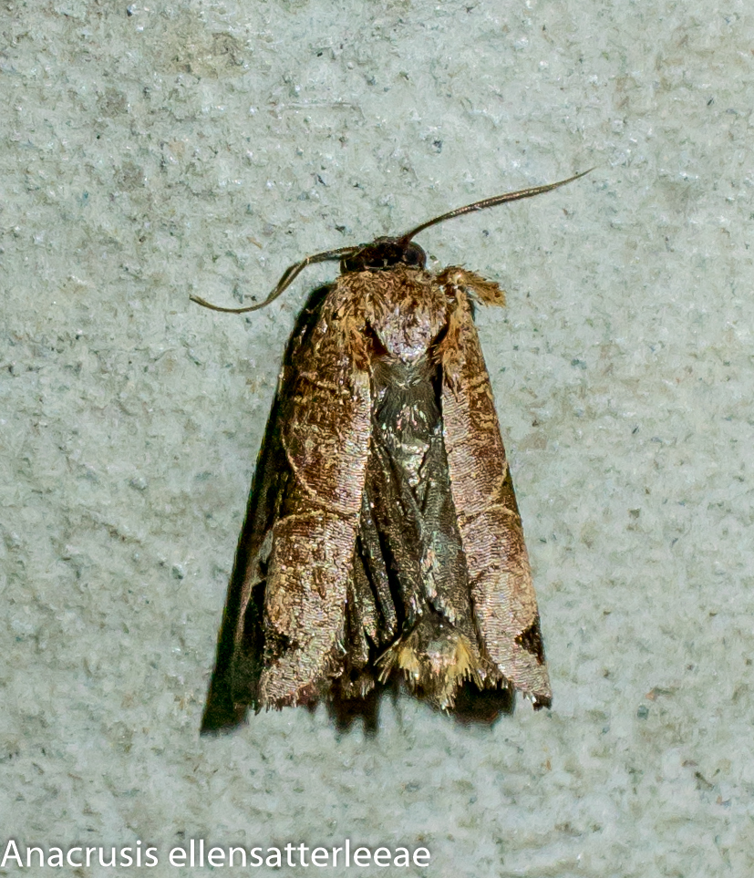 Anacrusis ellensatterleeae