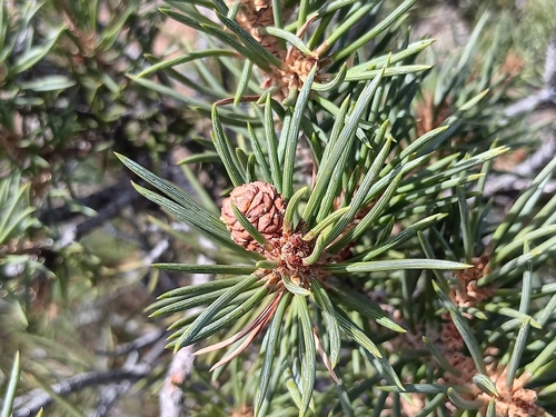 Image of Pinus californiarum by no rights reserved