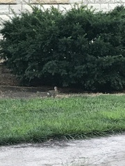 Sylvilagus floridanus