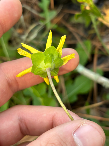 Image of Berlandiera subacaulis by no rights reserved