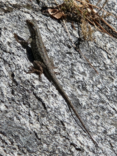 iNaturalist observation photo of Western Fence Lizard