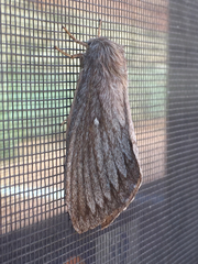 Gloveria arizonensis
