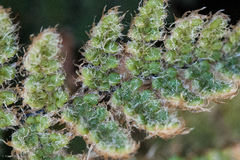 Myriopteris intertexta