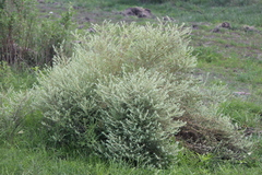 Buddleja scordioides