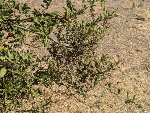 iNaturalist observation photo of Live Oak Witches' Broom Fungus