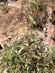 Trichostema rubisepalum