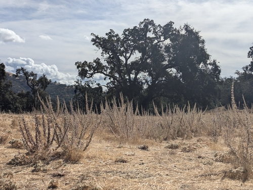 iNaturalist observation photo of Vinegar Weed