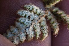 Myriopteris intertexta