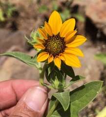 Helianthus bolanderi