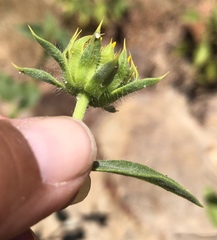 Helianthus bolanderi