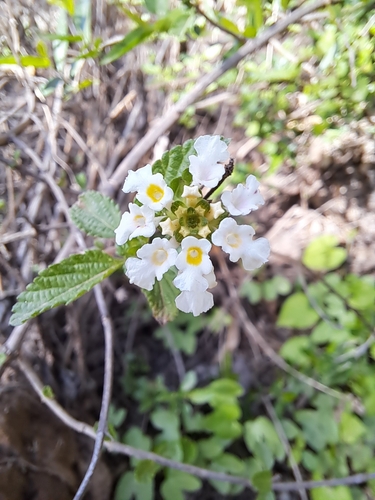 Image of Lantana canescens by (c) Gabriel Reinoso Franchino, some rights reserved (CC BY)