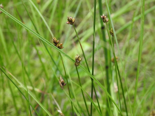 Carex chordorrhiza