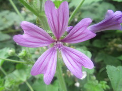 Malva sylvestris