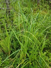 Carex lacustris