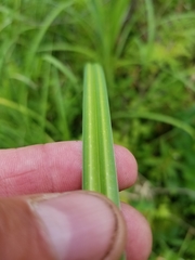 Carex lacustris