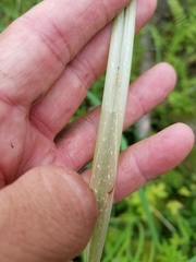 Carex lacustris