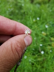 Stellaria longifolia