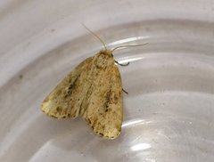 Photedes panatela