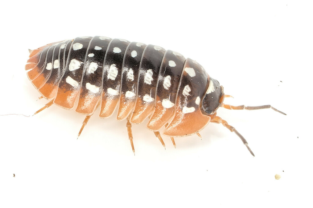 Werner's Pill Woodlouse