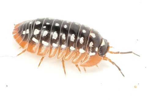 Armadillidium werneri