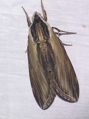 Sphinx kalmiae