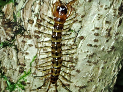 Banded Centipede, Ribadesella, 33568, Asturias, Espagne, photo 8 of 10