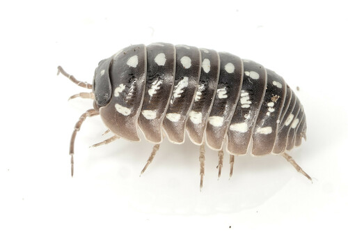Armadillidium frontetriangulum