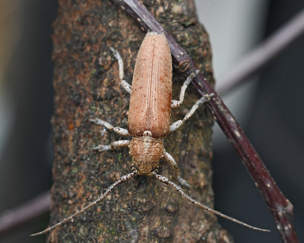 Ataxia spinipennis