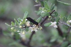 Gnamptonychia ventralis