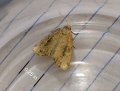 Photedes panatela