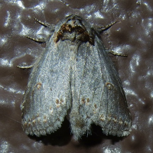 Theroa zethus photo 5