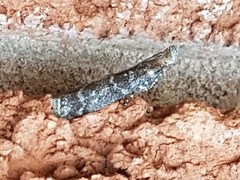 Ortholepis pasadamia